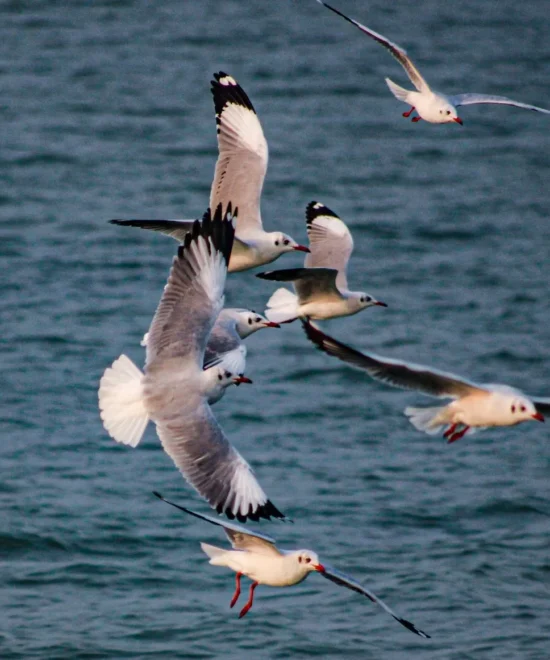 Chilika Lake