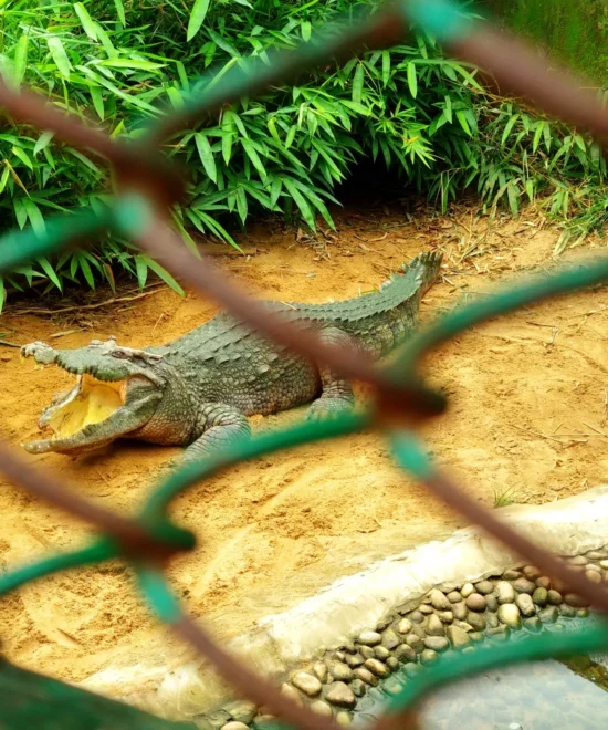 Nandankanan Zoological Park